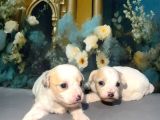 Original Kore Maltipoo Yavruları