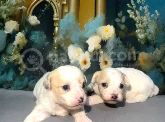 Original Kore Maltipoo Yavruları görsel