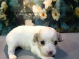 Original Kore Maltipoo Yavruları