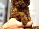 Red Brown Tea Cup Kore Poodle Kilo Garantili Dişi