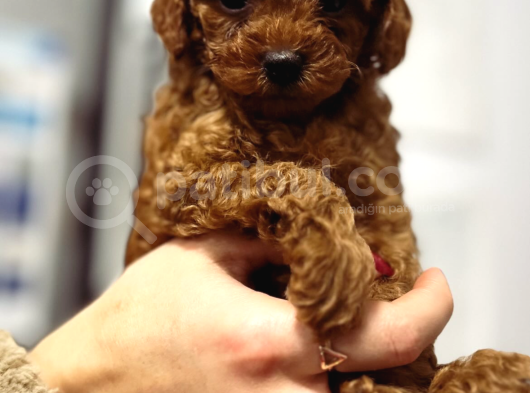 Red Brown Tea Cup Kore Poodle Kilo Garantili Dişi görsel