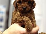 Red Brown Tea Cup Kore Poodle Kilo Garantili Dişi