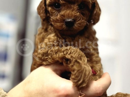 Red Brown Tea Cup Kore Poodle Kilo Garantili Dişi görsel