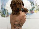 Teacup Ve 0 No Toy Poodle Bebekleri̇m