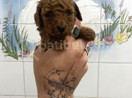 Teacup Ve 0 No Toy Poodle Bebekleri̇m görsel