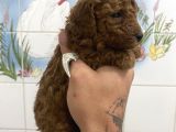 Teacup Ve 0 No Toy Poodle Bebekleri̇m