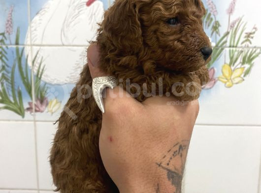 Teacup Ve 0 No Toy Poodle Bebekleri̇m görsel