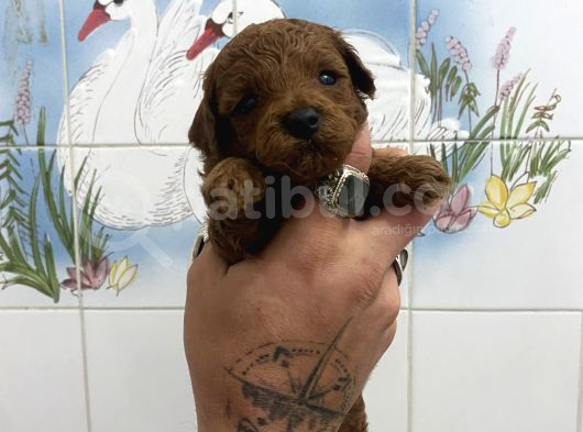 Teacup Ve 0 No Toy Poodle Bebekleri̇m görsel