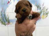 Teacup Ve 0 No Toy Poodle Bebekleri̇m