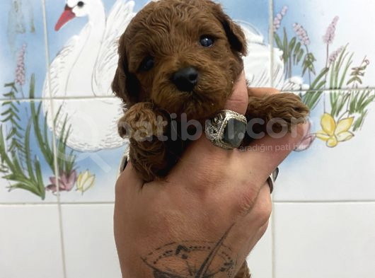 Teacup Ve 0 No Toy Poodle Bebekleri̇m görsel