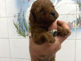 Teacup Ve 0 No Toy Poodle Bebekleri̇m