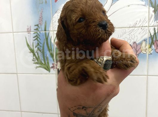 Teacup Ve 0 No Toy Poodle Bebekleri̇m görsel