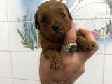 Teacup Ve 0 No Toy Poodle Bebekleri̇m