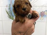 Teacup Ve 0 No Toy Poodle Bebekleri̇m
