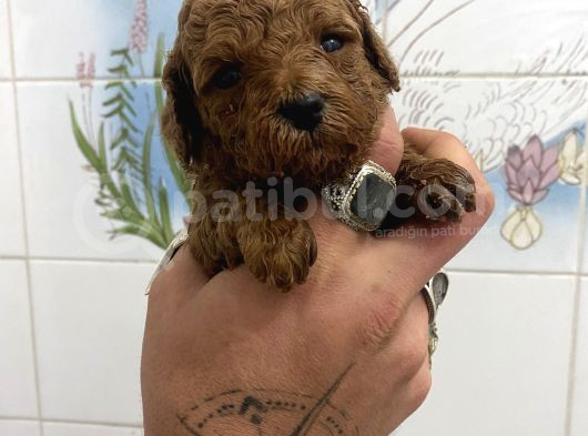 Teacup Ve 0 No Toy Poodle Bebekleri̇m görsel
