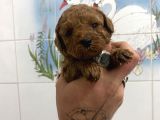 Teacup Ve 0 No Toy Poodle Bebekleri̇m