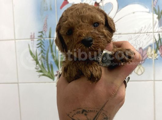 Teacup Ve 0 No Toy Poodle Bebekleri̇m görsel