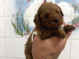 Teacup Ve 0 No Toy Poodle Bebekleri̇m