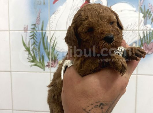 Teacup Ve 0 No Toy Poodle Bebekleri̇m görsel
