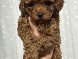 Red brown Tea cup kore poodle kilo garantili dişi