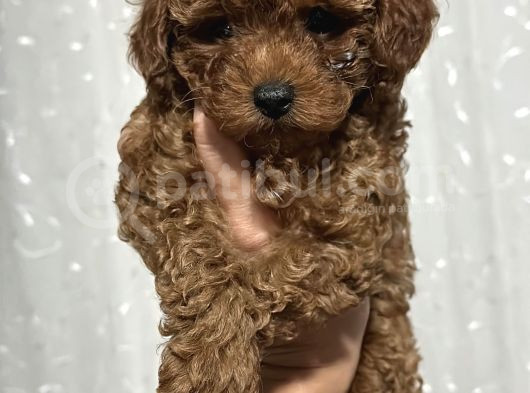 Red Brown Tea Cup Kore Poodle Kilo Garantili Dişi