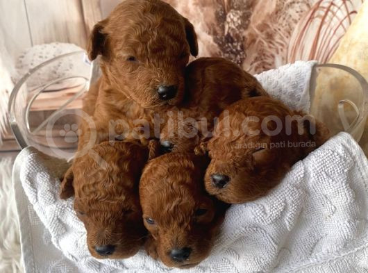 Uygun Fiyata Original Poodle Yavrular Her Boy görsel