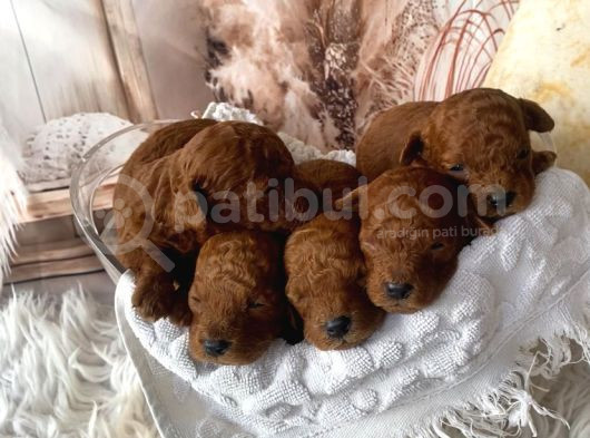 Uygun Fiyata Original Poodle Yavrular Her Boy görsel