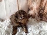 Original kg garantili toy poodle