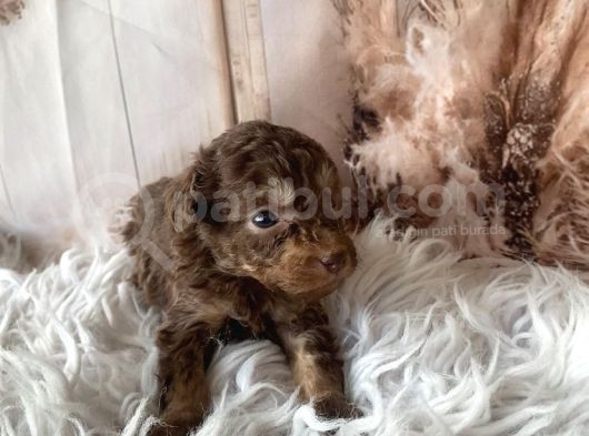 Original Kg Garantili Toy Poodle