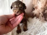 Original Exotic kore poodle