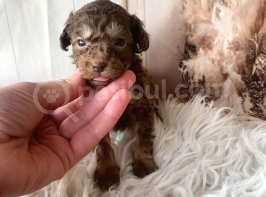 Original Kg Garantili Toy Poodle görsel