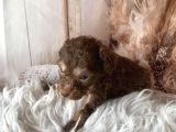Original Kg Garantili Toy Poodle