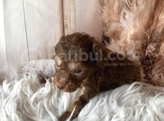 Original Kg Garantili Toy Poodle görsel