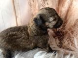 Original Kg Garantili Toy Poodle