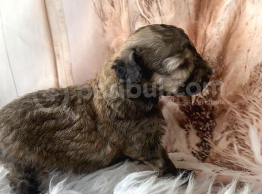 Original Kg Garantili Toy Poodle görsel
