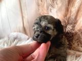 Original Kg Garantili Toy Poodle