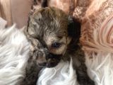 Original Kg Garantili Toy Poodle