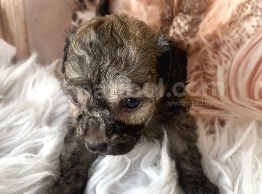 Original Kg Garantili Toy Poodle görsel