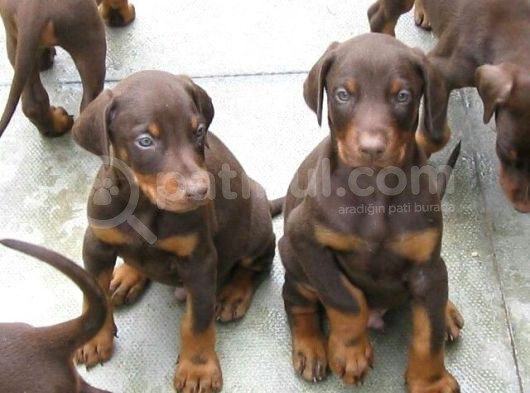 Safkan Kızıl Doberman Yavruları görsel