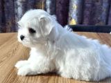 Original Maltese Terrier Yavruları