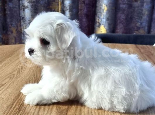 Original Maltese Terrier Yavruları görsel