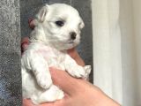 Original Maltese Terrier Yavruları