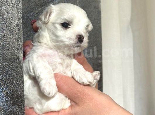 Original Maltese Terrier Yavruları görsel