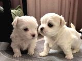 Original maltese terrier yavruları