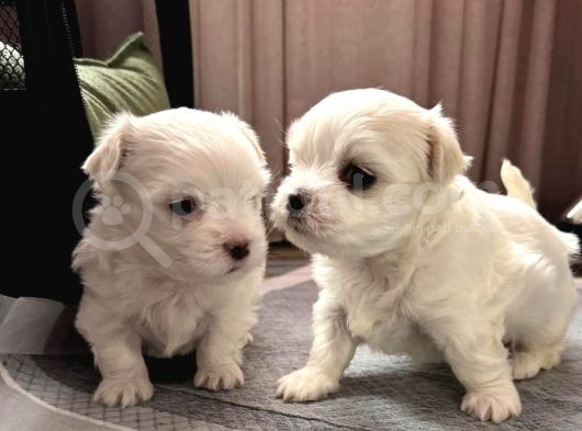 Original Maltese Terrier Yavruları