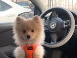 Pomeranian