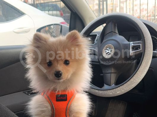 Pomeranian