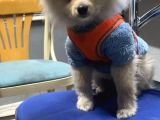 Pomeranian