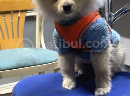 Pomeranian görsel