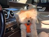 Pomeranian